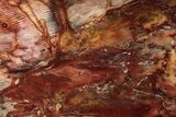 Colorful, Polished Petrified Wood Slab - Cherry Creek, NV #305084-1